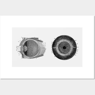 Human Eye Anatomy Diagram - Dual View Posters and Art